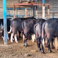 فروش نر گاومیش پرواری