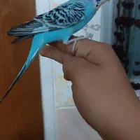 راهنمایی درباره فروش مرغ عشق ماده  دستی ۲۵۰تومنی|فعالیت داوطلبانه|یزد, |دیوار