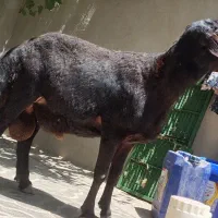 گوسفندقوچ