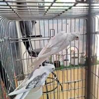 عروس هلندی آلبینو