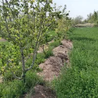 زمین زراعی|فروش دفتر صنعتی، کشاورزی، تجاری|راین, |دیوار