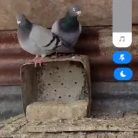 پلاکی درکوار|پرنده|شیراز, فرودگاه شهید دستغیب شیراز|دیوار