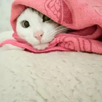 واگذاری گربه DSH|گربه|همدان, |دیوار