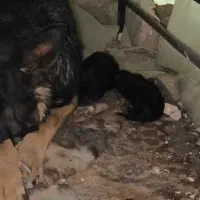 سگ ژرمن|سگ|میاندوآب, |دیوار