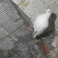 کبوتر|پرنده|تیکمه داش, |دیوار