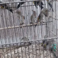 پای هم سهره