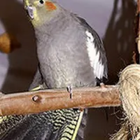 عروس هلندی گمشده