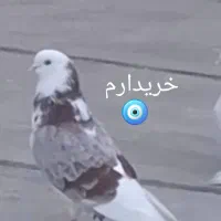 شازده ماده