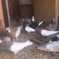 کبوتر فروشی|پرنده|شیراز, ابیوردی|دیوار