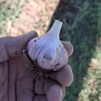 سیر قرمز|عمده‌فروشی|اشتهارد, |دیوار