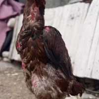 خروس لاری اصیل