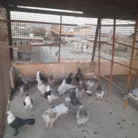 دو جفت یهودی