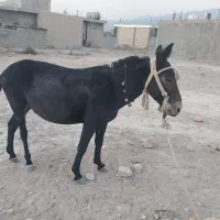 قاطر نرک 5سال|حیوانات مزرعه|کوه چنار, |دیوار