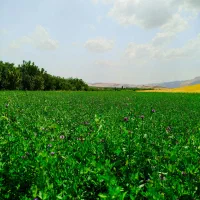 فروش زمین ۳۰۰۰ متری|فروش زمین و ملک کلنگی|شاهین دژ, |دیوار