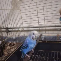 عروس هلندی و مرغ عشق|پرنده|کرمان, |دیوار