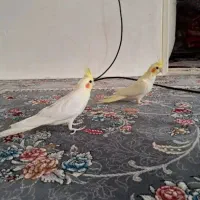 عروس هلندی نروماده