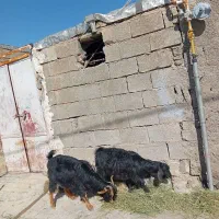 تویشک|حیوانات مزرعه|سراب میمه, |دیوار