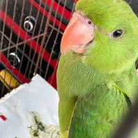 ملنگو|پرنده|فراشبند, |دیوار