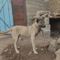 سلام توله 4ماهه سرابی