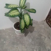 گل دیفن|گل و گیاه طبیعی|سنندج, |دیوار