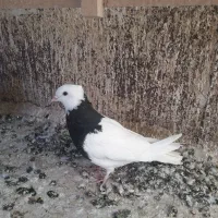 کبوتر غریب گیری