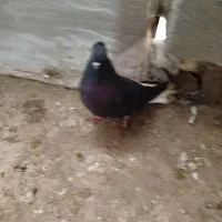 سه تا نر طوقی دم سفید باغلی قره