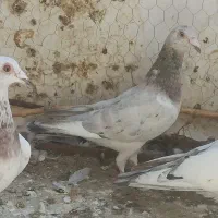هفرنگ ماده سفید بقدادی کاکلی ماده