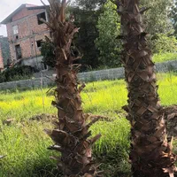 فروش پالم|گل و گیاه طبیعی|تهران, شهر زیبا|دیوار