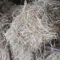 فروش کاه شالی