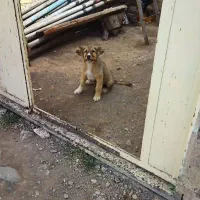 سگ سرابی|سگ|قره پشتلو, |دیوار