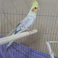 عروس هلندی سالم