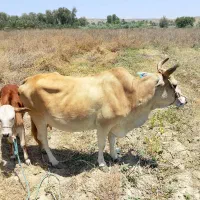 دوگاو چاق وسرحال  یه نر یه ماده نر ۲۱۰ماده۱۵۰