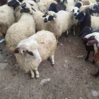 گوسفند|حیوانات مزرعه|چالدران, |دیوار