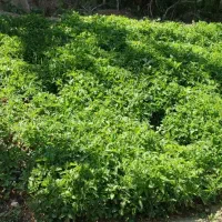 نهال گوجه فرنگی