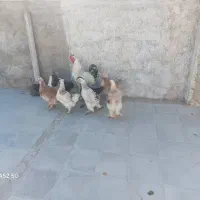 18 عدد مرغ 1 ساله