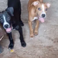 سگ پیتبول 6 ماهه