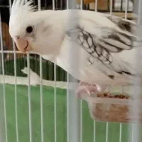 جفت عروس هلندی رنگ خاص