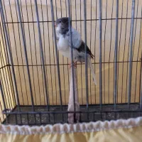 قناری ماده فر|پرنده|اصفهان, خانه اصفهان|دیوار