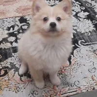 شرایط نگهداری ندارم