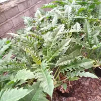 گل آپارتمانی|گل و گیاه طبیعی|لاهیجان, شهرک جانبازان|دیوار