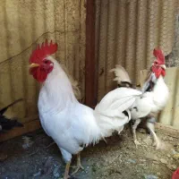 حراج خروس گلین یکجا 250 و بوقلمون سه ت|حیوانات مزرعه|یزد, |دیوار