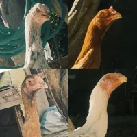 لاری اصیل یک خروس و سه مرغ