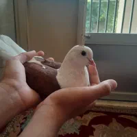 کفتر پشتدار سرخ