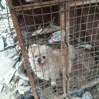 پکنیز|سگ|چالوس, |دیوار