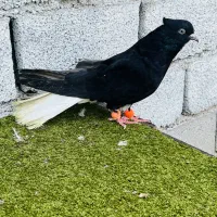 ماده اشعل چشنوک سفید کله پفکی