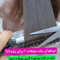 موخوره گیری وتراپی موشگفتانه