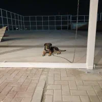 توله ژرمن 6 ماهه|سگ|محمدشهر, همایون ویلا|دیوار