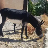شیر الاغ