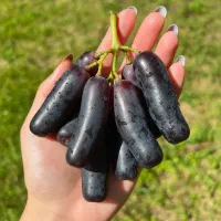 فروش استثنایی انگور موندراپ ، فرصت محدود