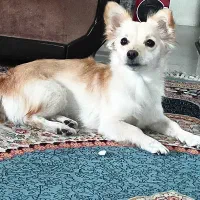 اشپیدز|سگ|شیراز, شهرک بهار|دیوار